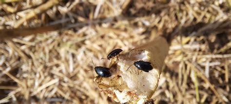 Szkodniki Rzepaku Ozimego Obserwacje Po Zbiorach Sumi Agro Poland