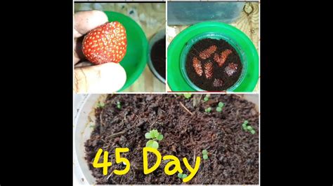 How To Grow Strawberry From Seed Cara Mudah Menanam Strawberry Dari