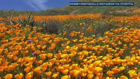 Super Bloom Creates Stunning Scenes In Socal Mountains Abc7 Los Angeles