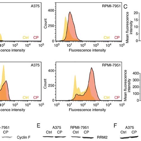 Apoptosis Analysis Of Melanoma Cell Lines A375 And RPMI 7951 A