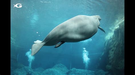 Beluga Whale Gives Birth On Mothers Day At Ga Aquarium