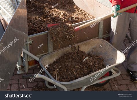 Shoveling Bark Mulch Wheelbarrow Stock Photo 1203208033 Shutterstock