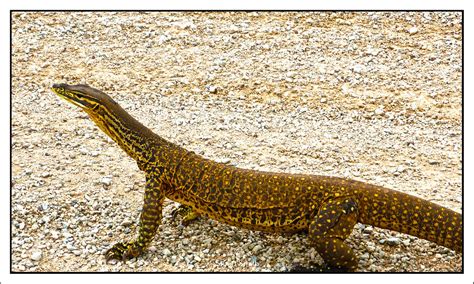 Bungarra Tarmoola Mine Access Road Leonora Western Au Flickr