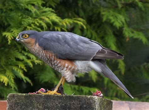 Eurasian Sparrowhawk By Steve Smith BirdGuides