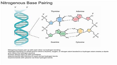 Hydrogen Bonding In Dnapairs