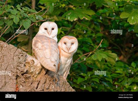 barn owl nesting  tree stump  res stock photography  images alamy