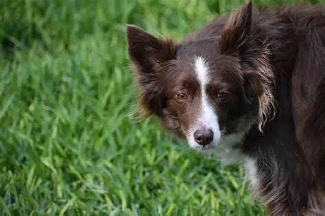 Collie Eye Anomaly Cea In Dogs Causes Symptoms Prevention And