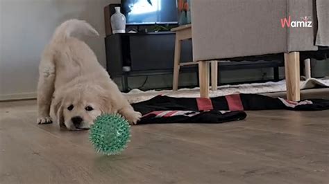 Le Chiot D Couvre Sa Nouvelle Maison Son Humaine Lui Fait La Plus