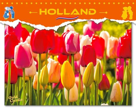 GoldCards Holland Van Der Meulen Souvenirs En Kaarten