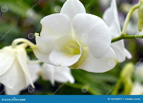 Details 100 Orquideas Silvestres Blancas Abzlocal Mx