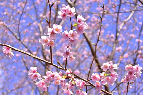 今年はちょっと早め伊豆ぐらんぱる公園で城ケ崎桜がそろそろ見頃を迎えそうです 伊豆高原伊東の観光情報サイトいずこ