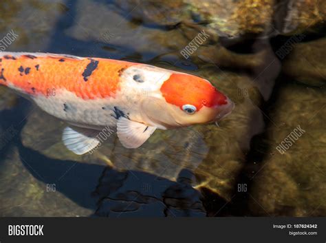 Koi Fish Cyprinus Image And Photo Free Trial Bigstock