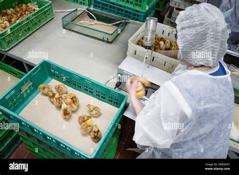 Veterinarian Arranging Chickens In Plastic Crates At Factory Stock