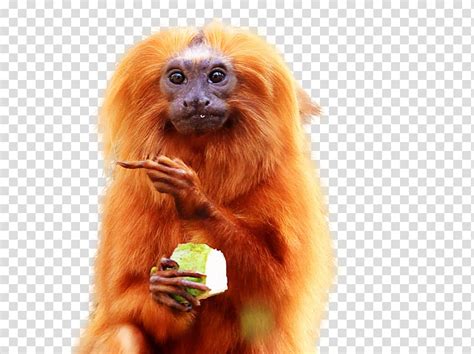 baby emperor tamarin clipart 10 free Cliparts | Download images on ...