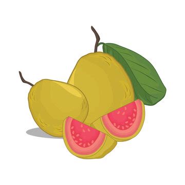 Guava Fruit の写真素材 2 834件の無料イラスト画像 Adobe Stock