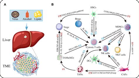 Frontiers The Tumor Microenvironment Of Hepatocellular Carcinoma And Its Targeting Strategy By