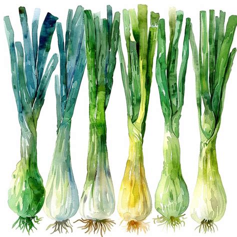 Photography Of Watercolor Leek Vegetable Clipart Premium Ai Generated