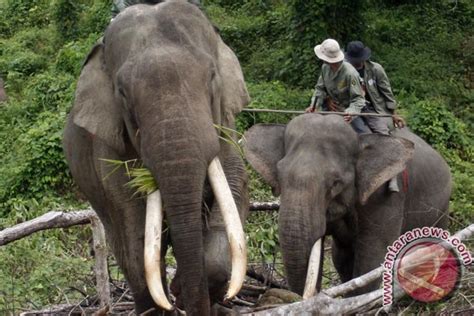 Kawanan Gajah Rusak Perkebunan Warga Lampung Barat ANTARA News