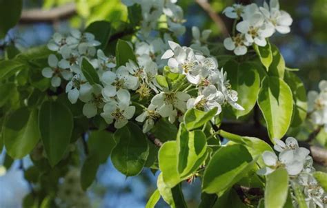 Wallpaper Leaves Light Flowers Branch Spring White Apple