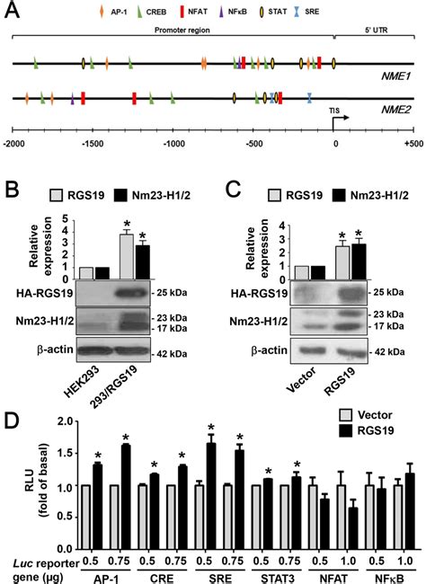 Rgs19 Upregulates The Protein Level Of Nm23 H12 And Activates The