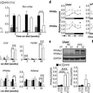 Chronic Hfd Feeding Is Associated With Adipose Tissue Inflammation And