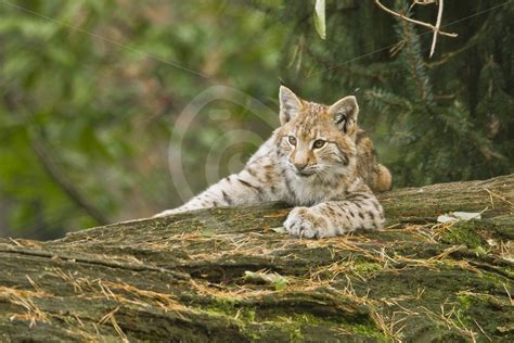 Juvenile Eurasian Lynx On A Tree Nature Stock Photo Agency