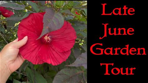 Late June Garden Tour Hardy Hibiscus Hydrangeas Oriental Lilies Etc