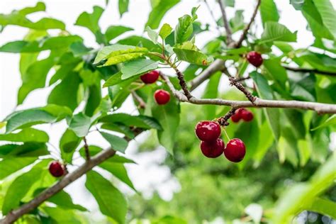 Premium Photo Closeup Of A Bunch Of Cherries On The Branch Of A