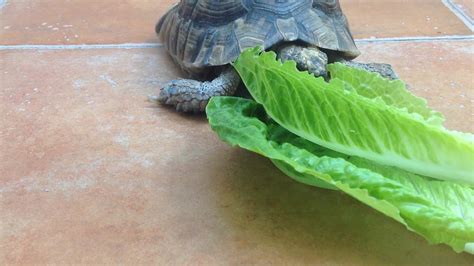 Tortuga Comiendo Lechuga Youtube