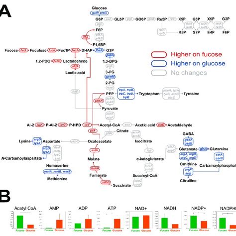 Comparison Of The Growth And Fermentation Product Profiles Of E Coli