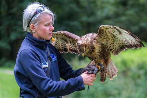 Wildlife in Loch Lomond & Trossachs — See Loch Lomond :: What to do in ...