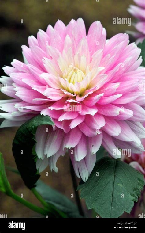 Dahlia Gay Princess Stock Photo Alamy