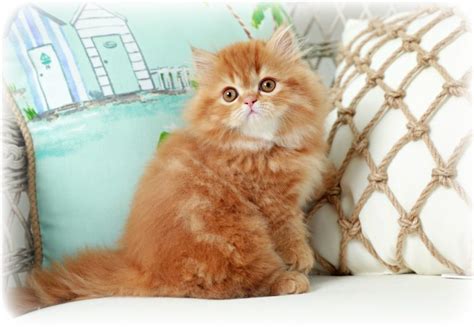 Red Persian Cats | Red Persian Kittens | Orange Cats |Persian Kittens ...