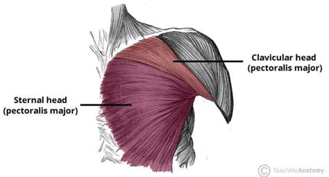 Pectoralis Major Learn Your Muscles Custom Pilates And Yoga