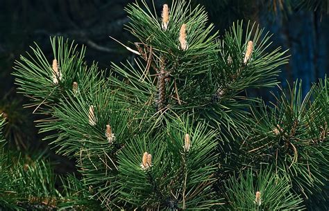 Pin Noir Pinus Nigra Subsp Nigra Biodiv C Vennes Parc National