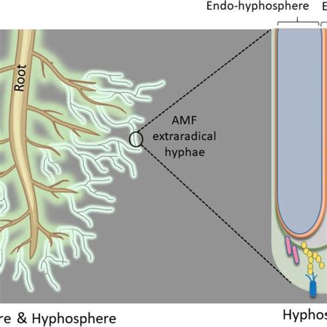 A Schematic Representation Of The Arbuscular Mycorrhizal Fungal AMF