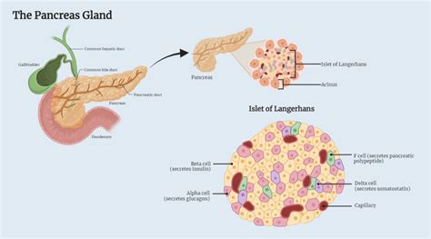 The Pancreas Gland Rethink Biology Notes Immunology