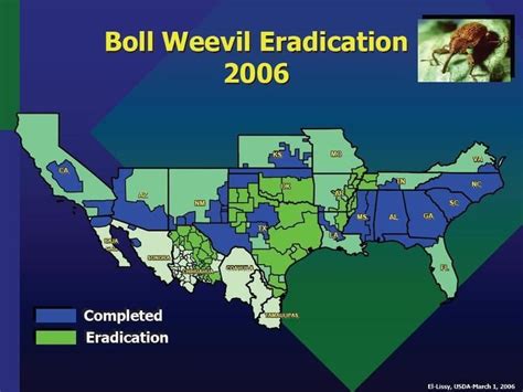 Boll Weevil Eradication Program - Alchetron, the free social encyclopedia