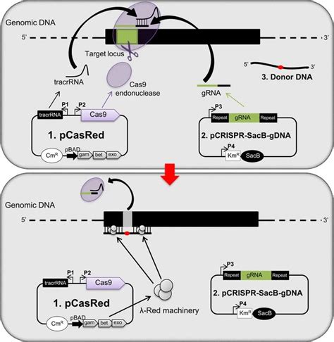 Escherichia Coli Genome Editing Creative Diagnostics