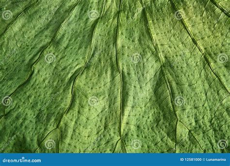 Textura Macra Del Primer De La Hoja Del Verde Del árbol De Boj Foto de