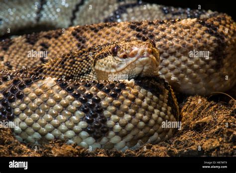 Chocoan Bushmaster Lachesis Acrochorda Native To South America Stock