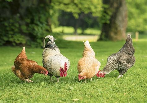 TOP 5 CHICKEN BREEDS FOR WARM CLIMATES | Kellogg Garden Products