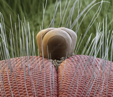 Fly Eyes SEM Stock Image C023 9905 Science Photo Library