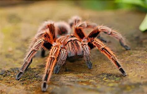 Aranha Caranguejeira é Venenosa Sua Picada é Dolorida Mundo Ecologia