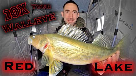 Easy Tips Will Maximize Your Walleye Catches Red Lake Early Ice