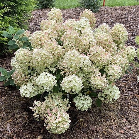 Hydrangea Tiny Quick Fire Campbells Nursery