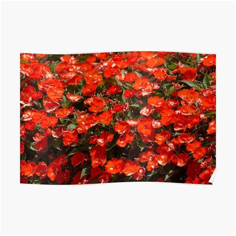 Red Impatiens Walleriana Poster For Sale By ZinaStromberg Redbubble