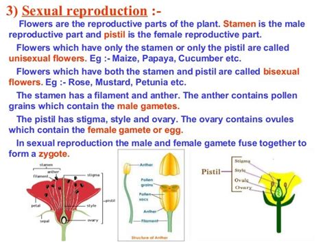 7 12 Reproduction In Plants Part 1