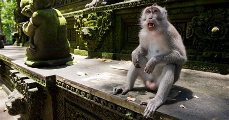 Some Monkeys Use Stone Tools For Pleasure Study Suggests The New