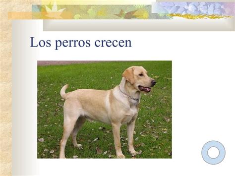 La Vida De Los Perros Ppt